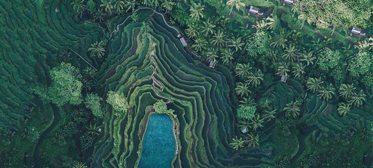 Best Things to Do in Bali- Indonesia Ubud Rice Terrace