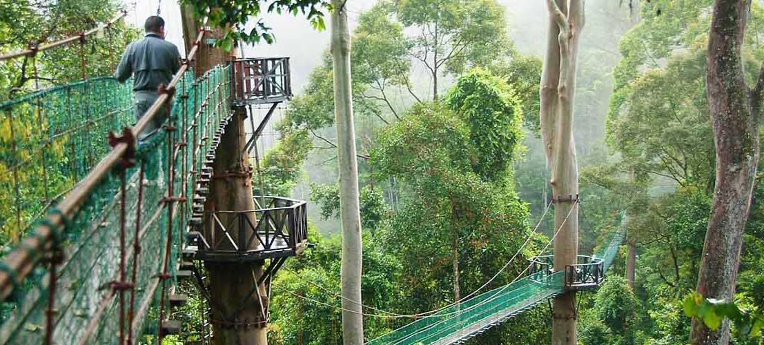 Best Things to Do in Indonesia Wildlife Adventure - Rainforest Canopy Walk Kalimantan