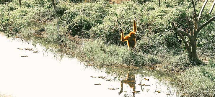 Best Things Do in Indonesia - Wildlife Orangutan Kalimantan Indonesian Borneo