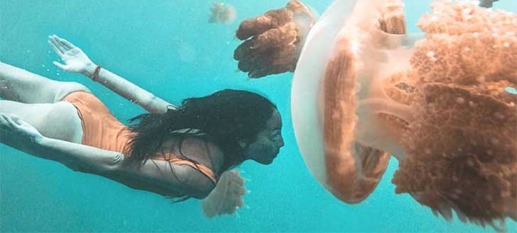 Best Things Do in Indonesia - Wildlife Swim with Jellyfish Palau