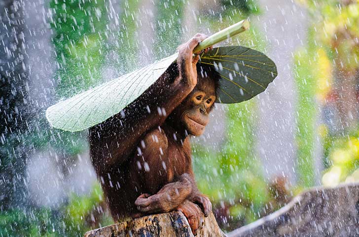 Best-Travel-Umbrella-Orangutan-in-Rain-Andrew-Suryono