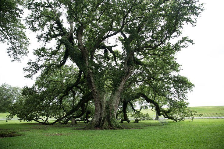 New Orleans Day Trip to Oak Alley Plantation Louisiana spanish oak trees with live moss