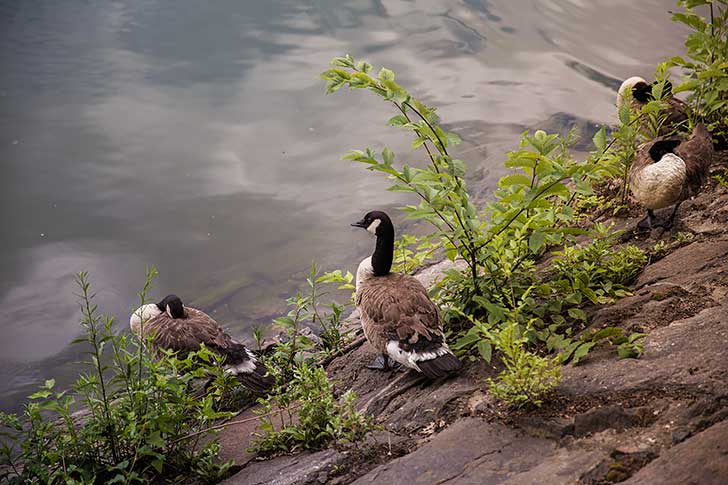 walking around the central park reservoir