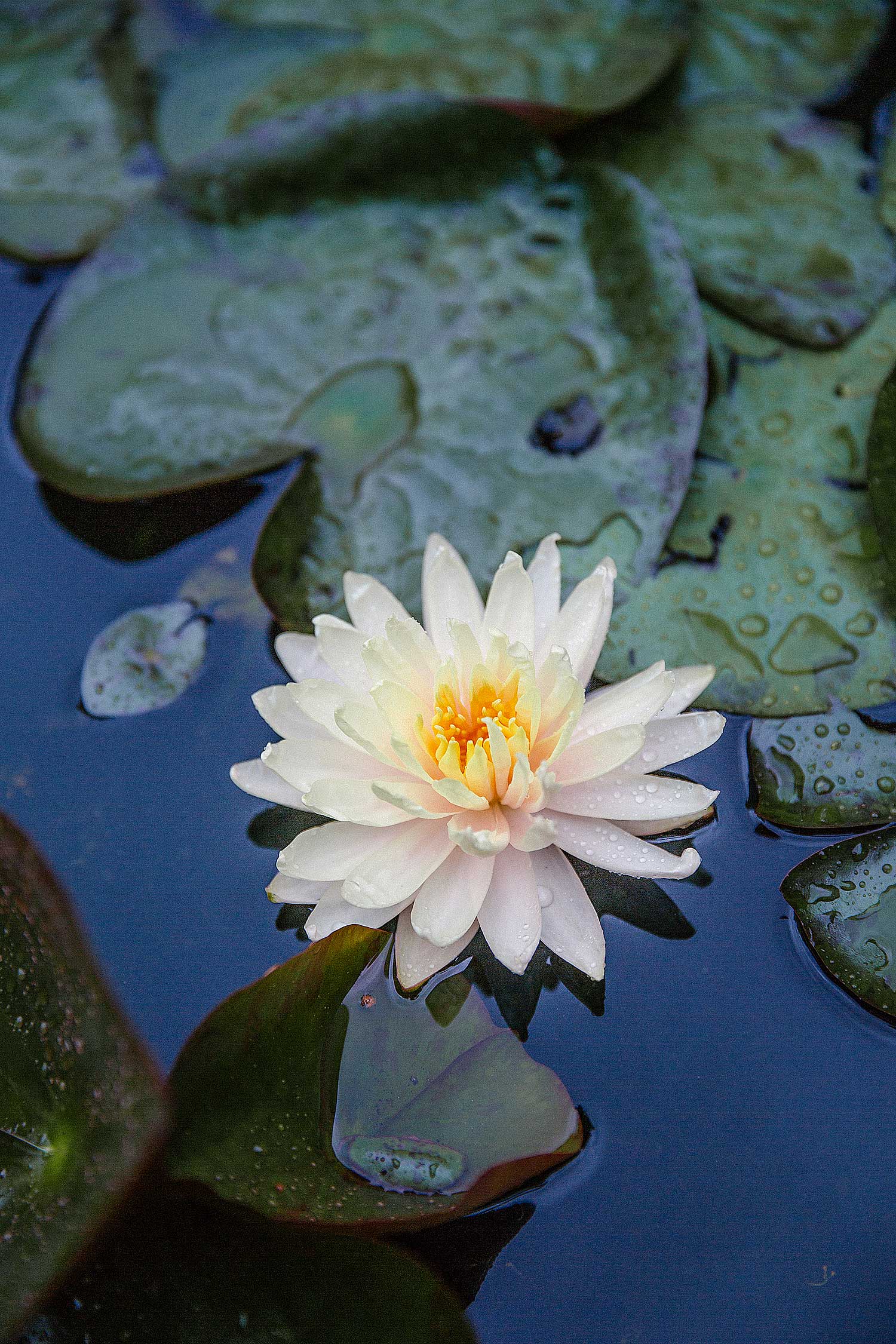 Villa Taranto Botanical Gardens Lake Maggiore Italy