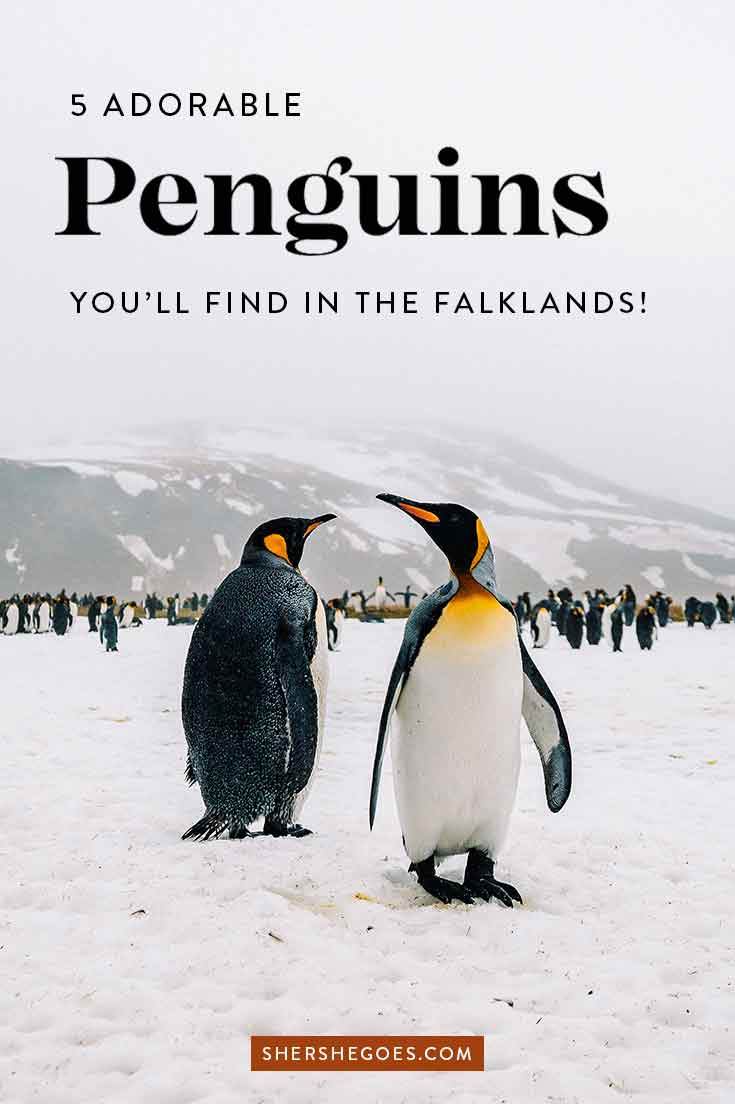 falkland island penguin species