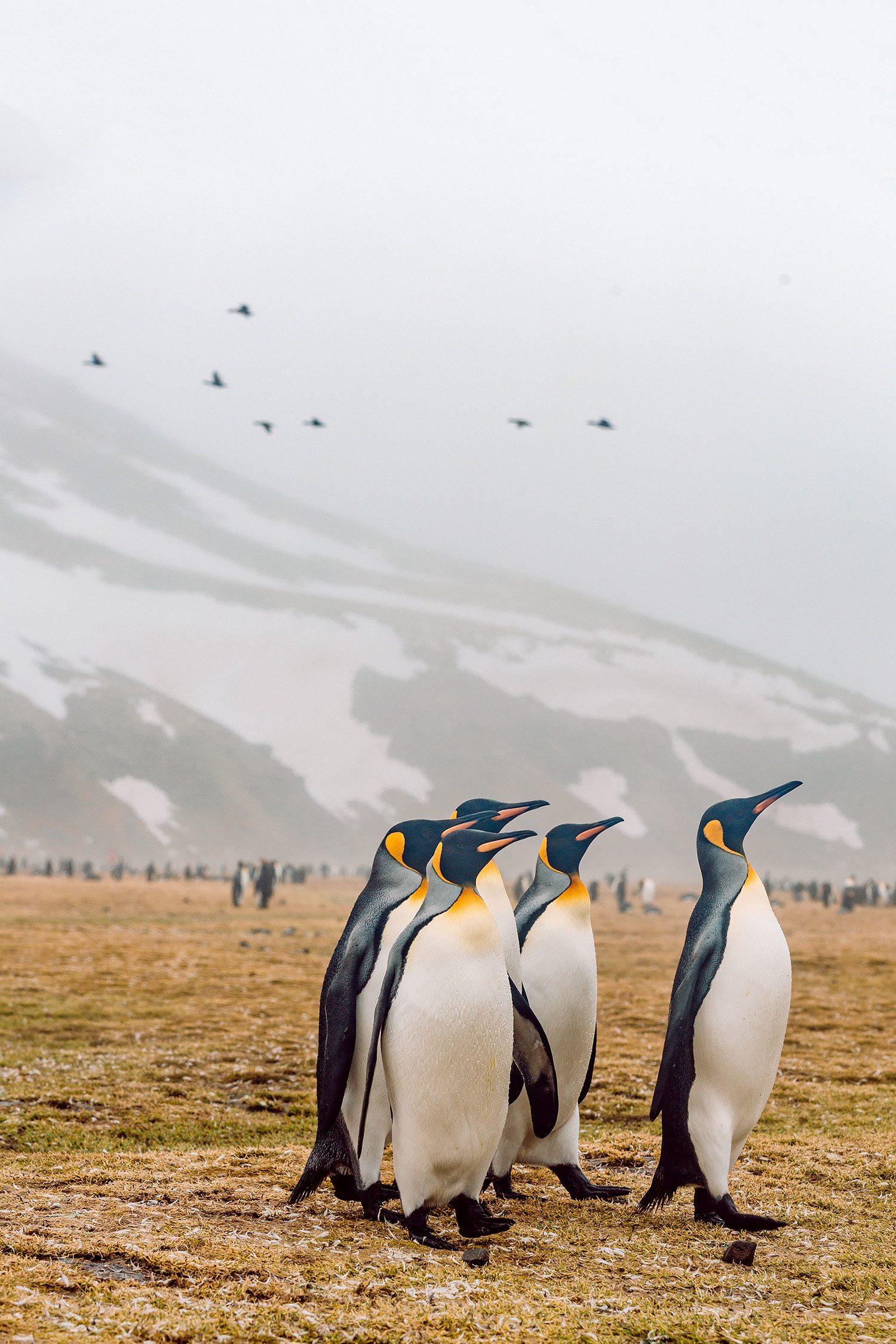falkland island penguins