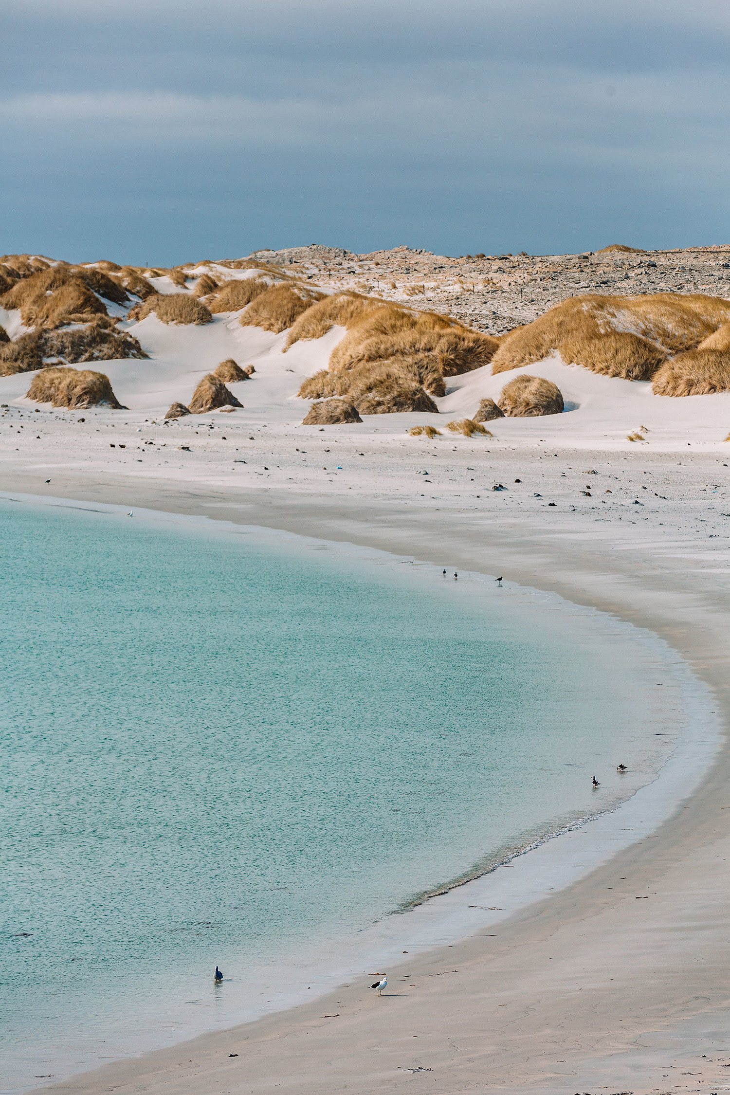 9 Beautiful Places in the Falklands to See Penguins, Seals & More!