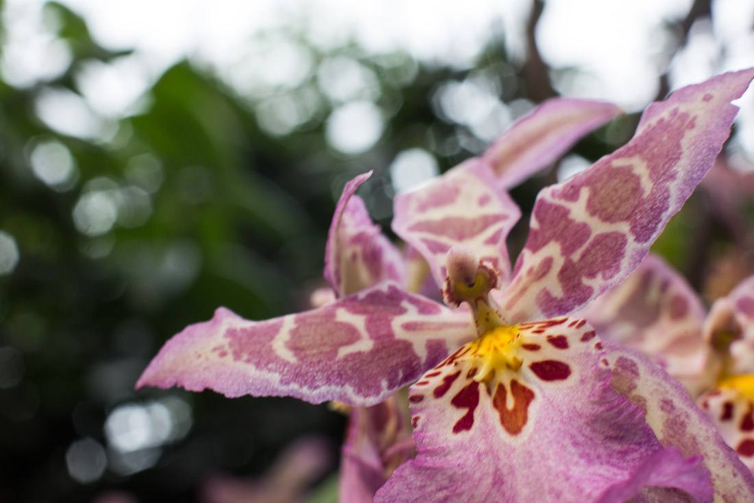 new-york-botanical-garden-spring-key-west-orchid-show-2014-flower-plant-garden-cactus-succulent-photo-shershegoes.com (1)