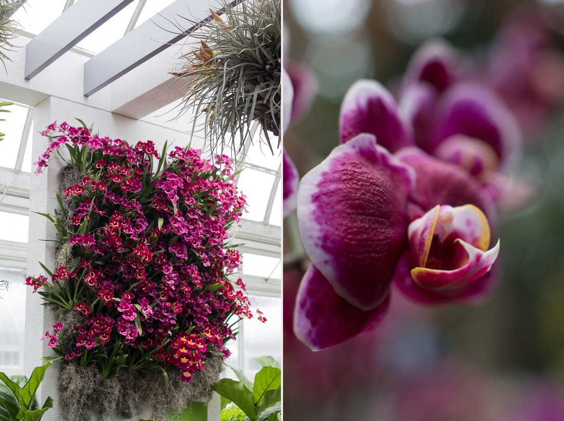 new-york-botanical-garden-spring-key-west-orchid-show-2014-flower-plant-garden-cactus-succulent-photo-shershegoes.com (10)