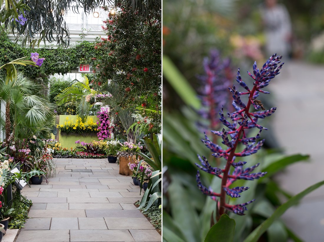 new-york-botanical-garden-spring-key-west-orchid-show-2014-flower-plant-garden-cactus-succulent-photo-shershegoes.com (11)