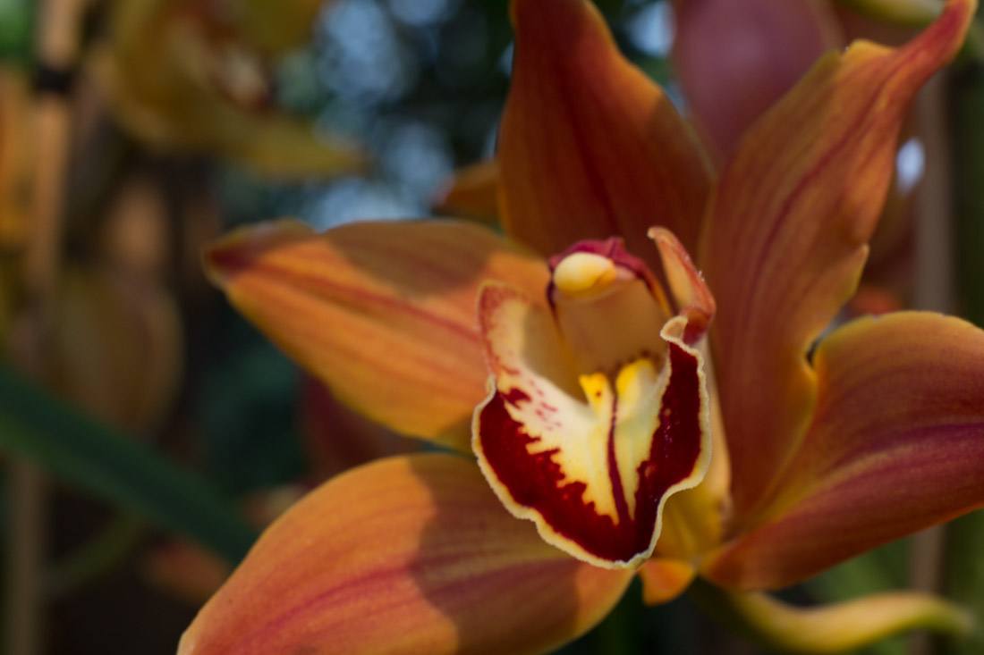 new-york-botanical-garden-spring-key-west-orchid-show-2014-flower-plant-garden-cactus-succulent-photo-shershegoes.com (13)