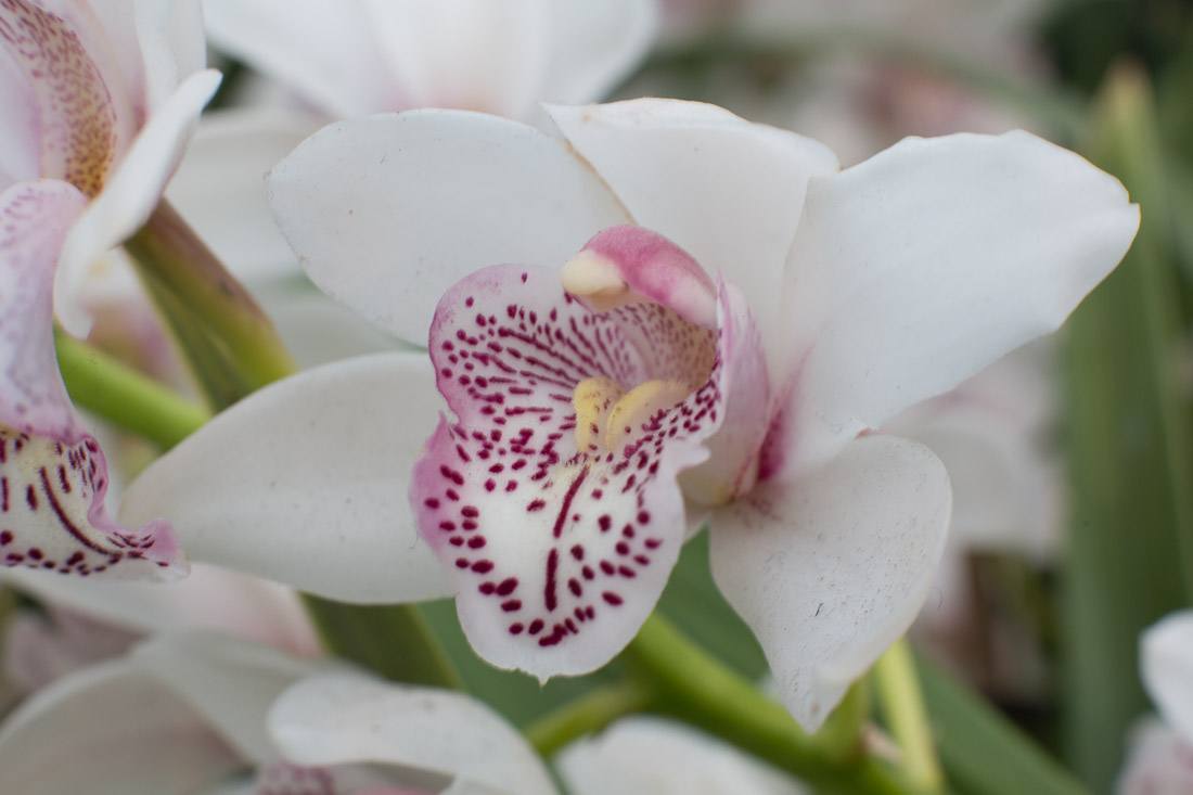 new-york-botanical-garden-spring-key-west-orchid-show-2014-flower-plant-garden-cactus-succulent-photo-shershegoes.com (14)