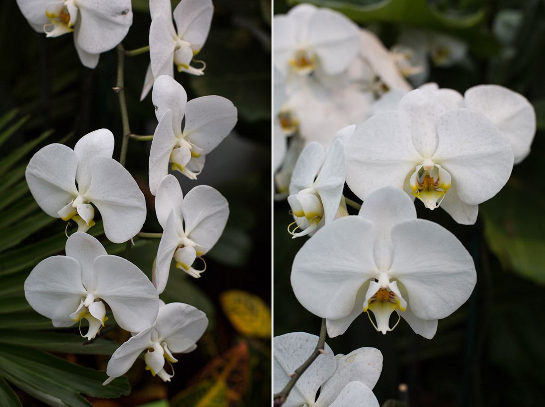 new-york-botanical-garden-spring-key-west-orchid-show-2014-flower-plant-garden-cactus-succulent-photo-shershegoes.com (15)