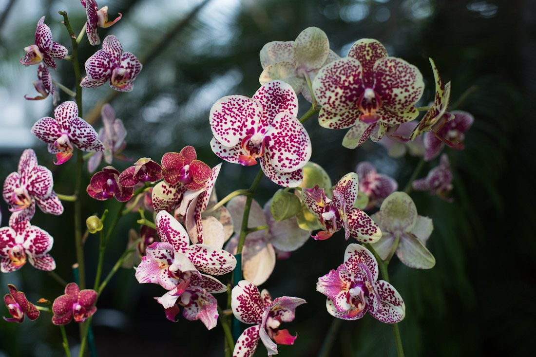 new-york-botanical-garden-spring-key-west-orchid-show-2014-flower-plant-garden-cactus-succulent-photo-shershegoes.com (2)