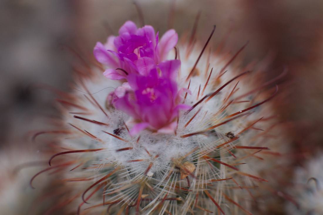 new-york-botanical-garden-spring-key-west-orchid-show-2014-flower-plant-garden-cactus-succulent-photo-shershegoes.com (25)