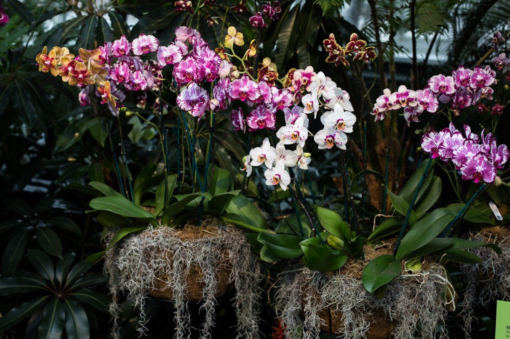 The New York Botanical Garden Orchid Show