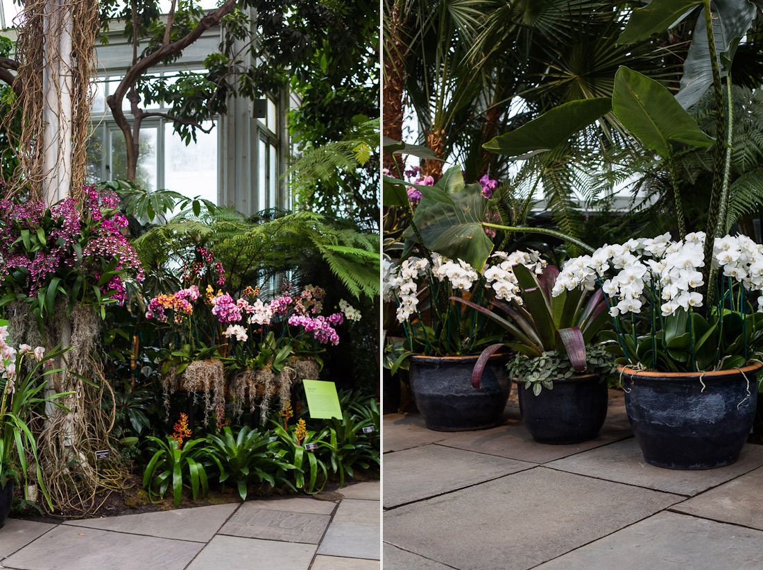 new-york-botanical-garden-spring-key-west-orchid-show-2014-flower-plant-garden-cactus-succulent-photo-shershegoes.com (34)