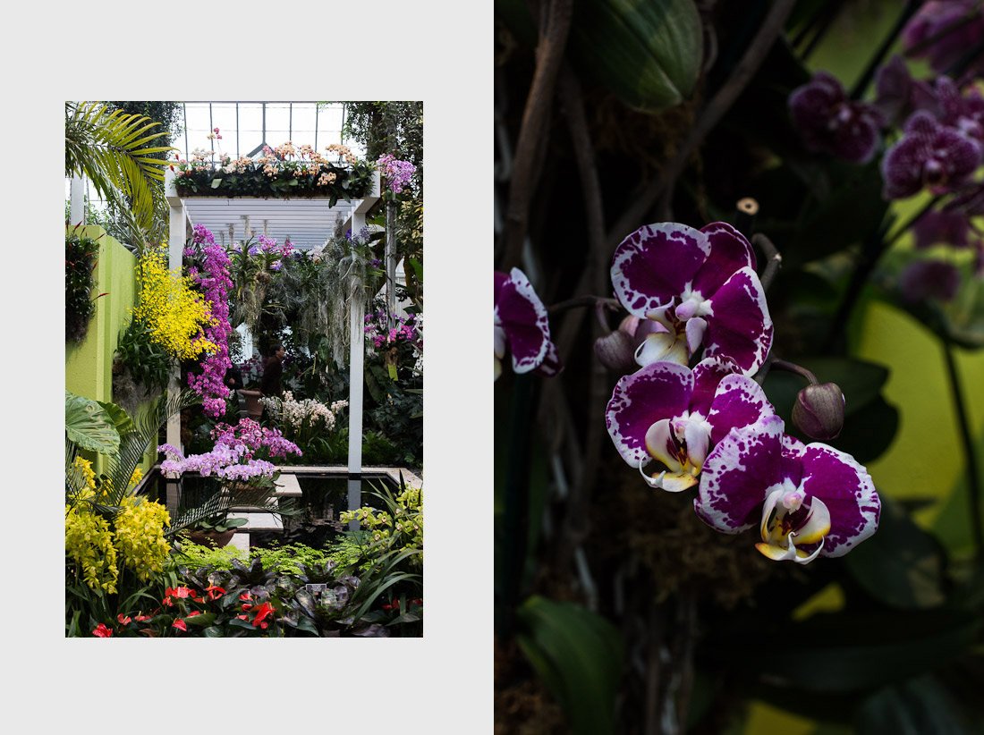 new-york-botanical-garden-spring-key-west-orchid-show-2014-flower-plant-garden-cactus-succulent-photo-shershegoes.com (4)