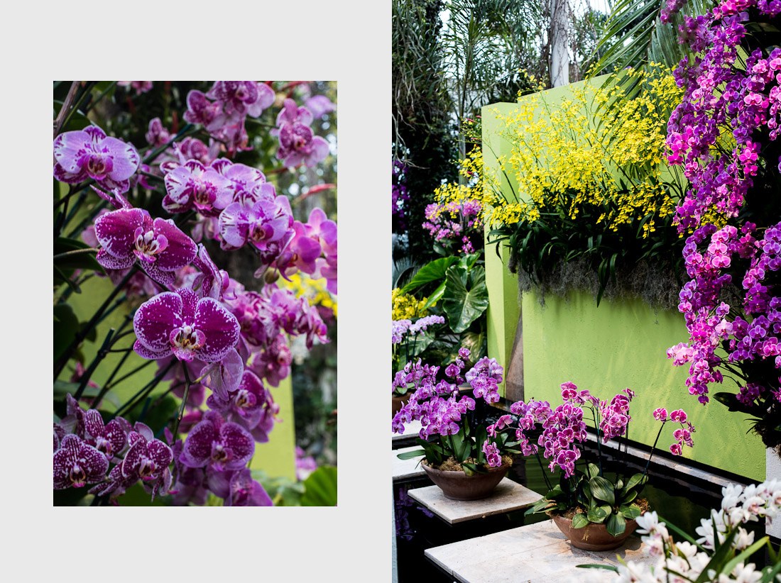 new-york-botanical-garden-spring-key-west-orchid-show-2014-flower-plant-garden-cactus-succulent-photo-shershegoes.com (5)
