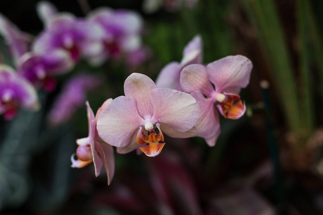 new-york-botanical-garden-spring-key-west-orchid-show-2014-flower-plant-garden-cactus-succulent-photo-shershegoes.com (6)