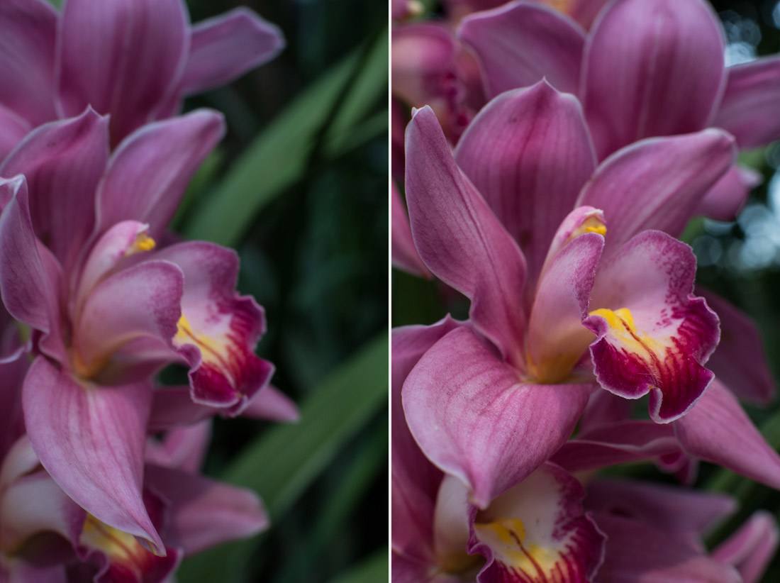 new-york-botanical-garden-spring-key-west-orchid-show-2014-flower-plant-garden-cactus-succulent-photo-shershegoes.com (7)