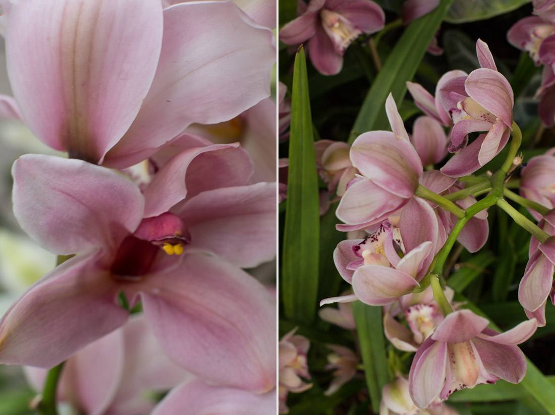 new-york-botanical-garden-spring-key-west-orchid-show-2014-flower-plant-garden-cactus-succulent-photo-shershegoes.com (9)