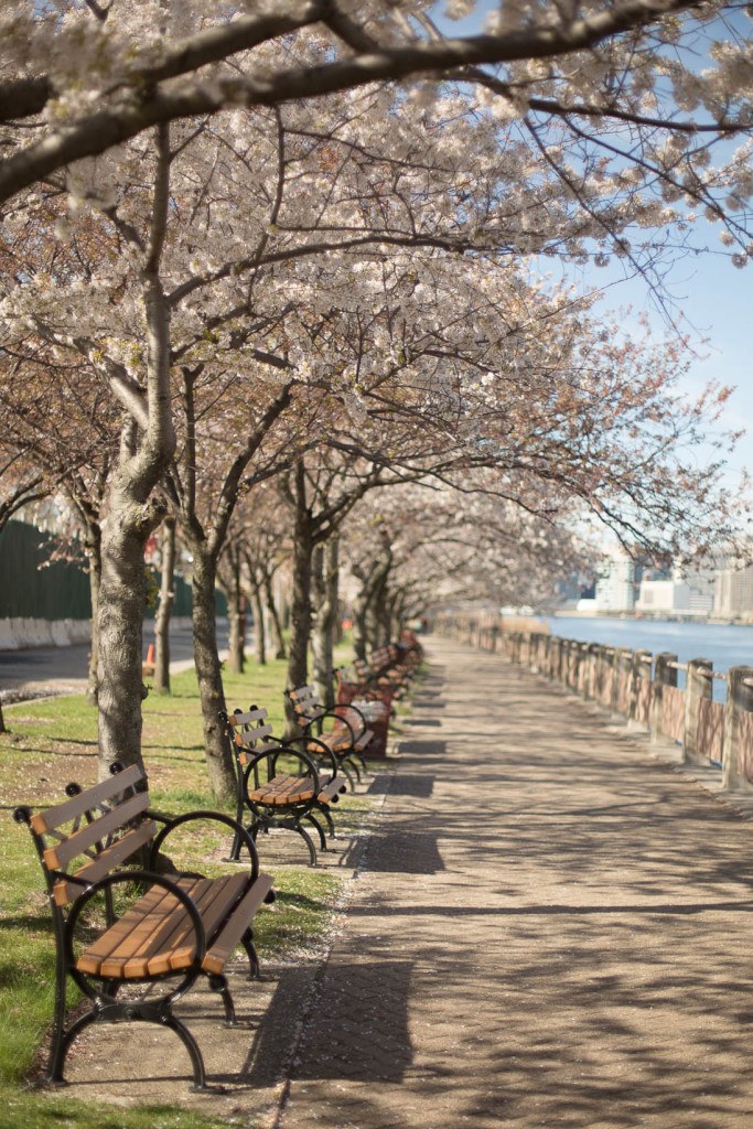 Where to Find Cherry Blossoms in New York
