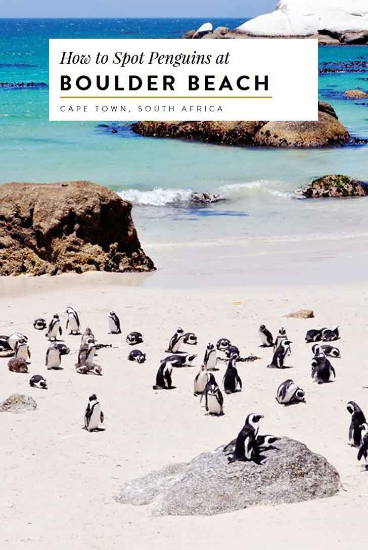 penguins-at-boulders-beach-cape-town-south-africa