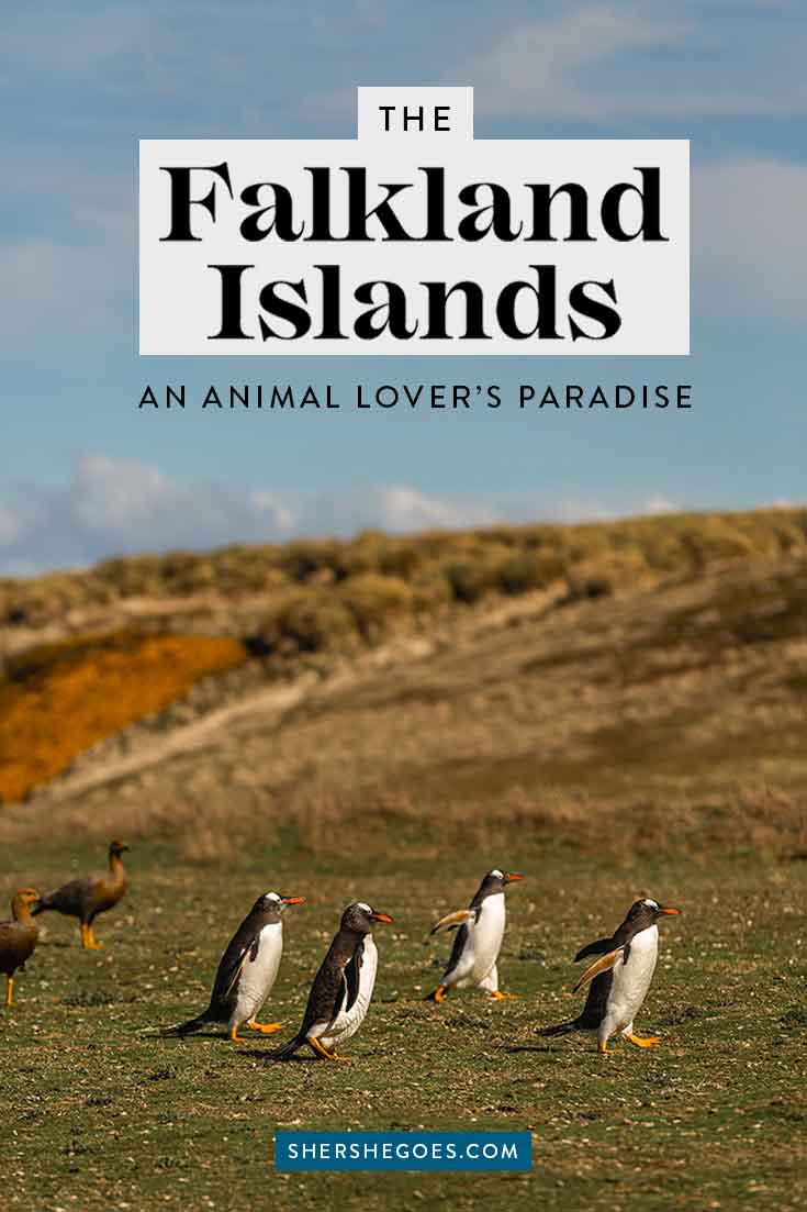 penguins-in-the-falkland-islands