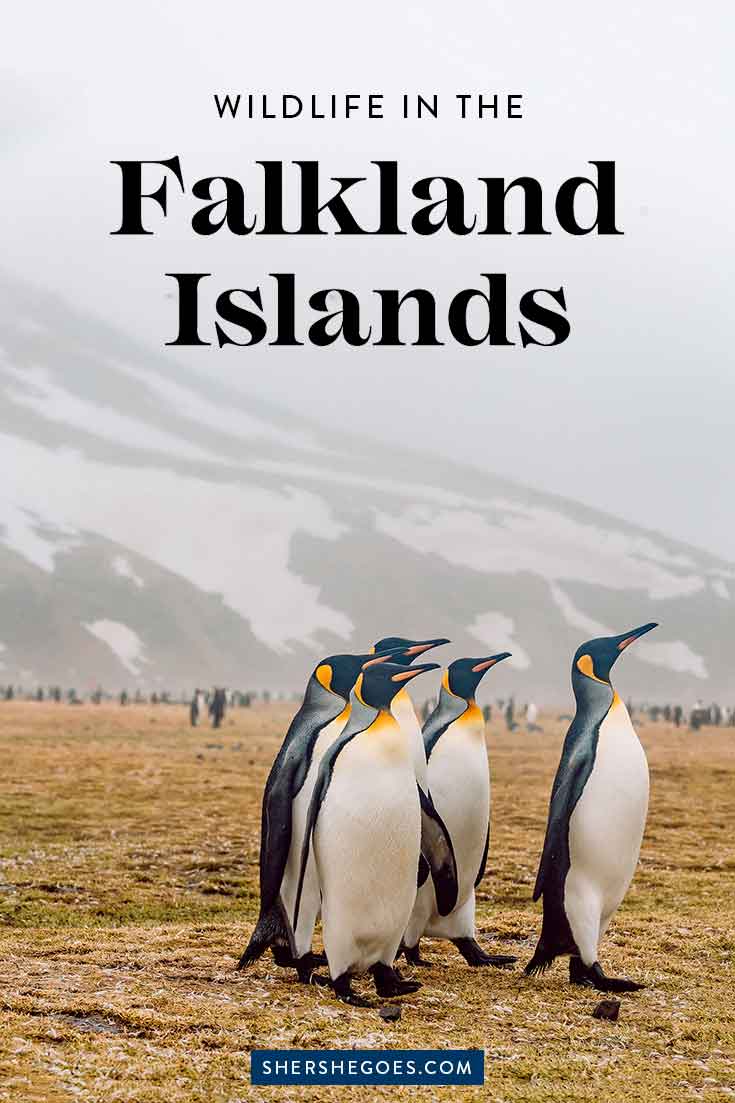 penguins-in-the-falklands