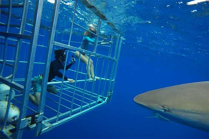 shark-cage-diving-on-oahus-north-shore