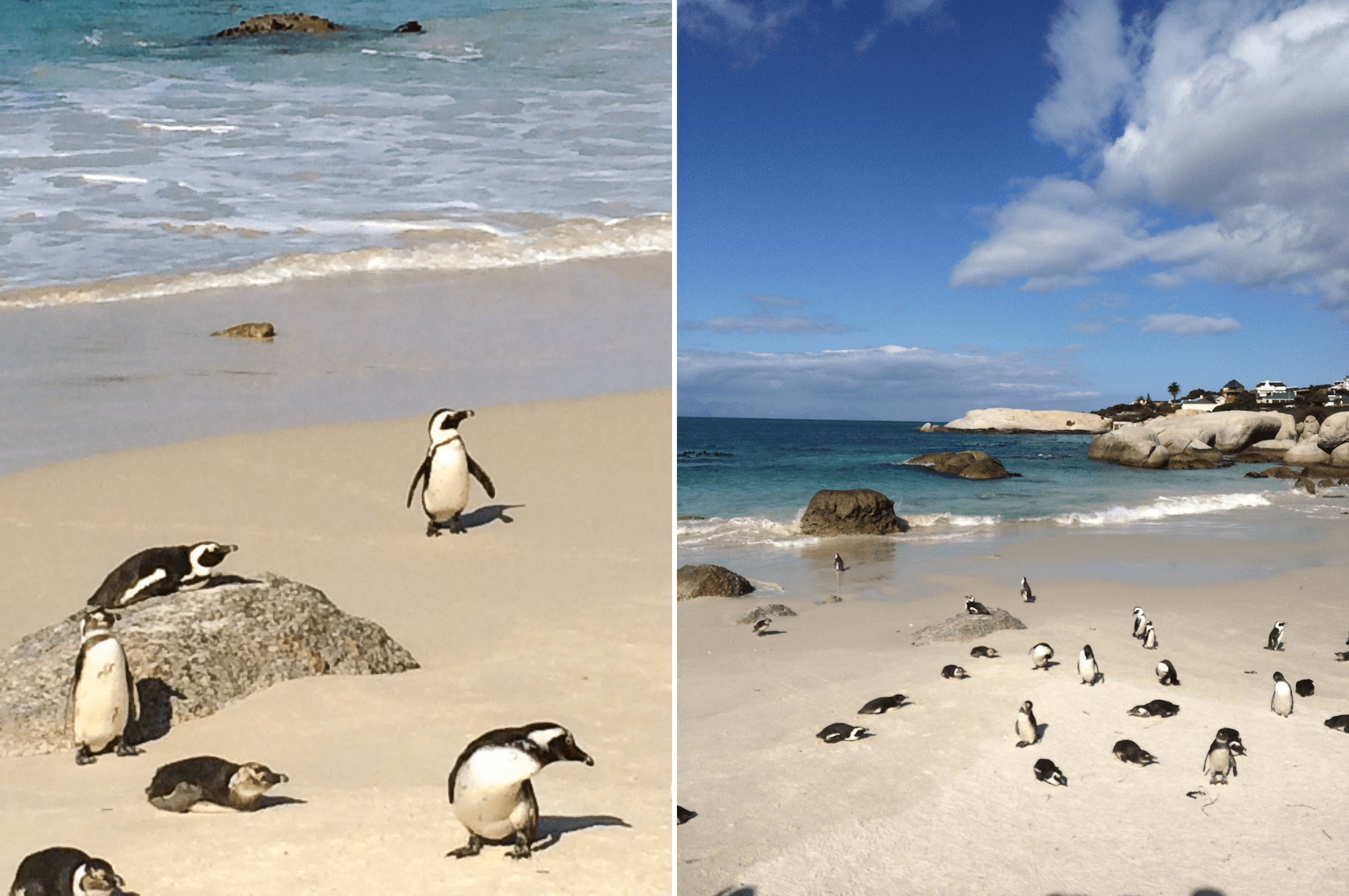 south africa cape town travel guide boulder beach penguin sanctuary sher she goes shershegoes.com (2)