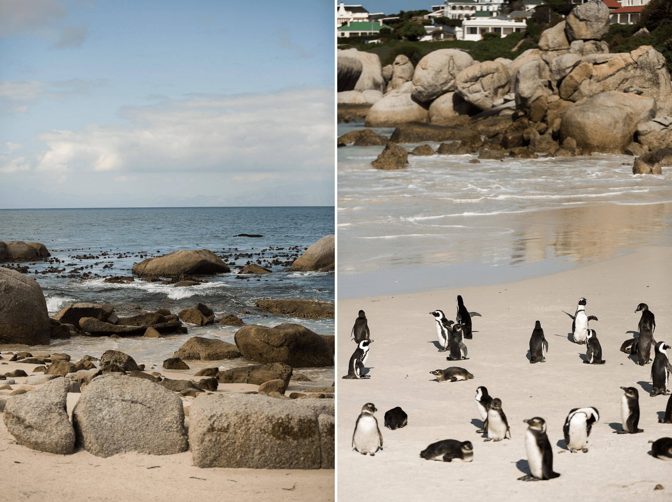 south africa cape town travel guide boulder beach penguin sanctuary sher she goes shershegoes.com (2)