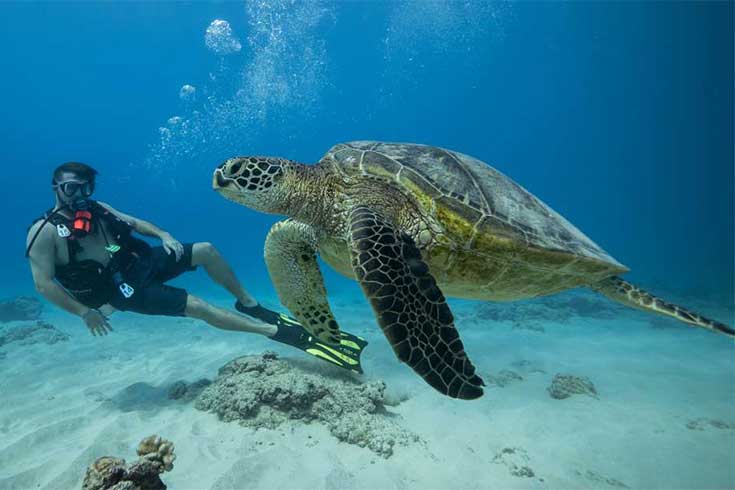 swim-with-sea-turtles-in-oahu