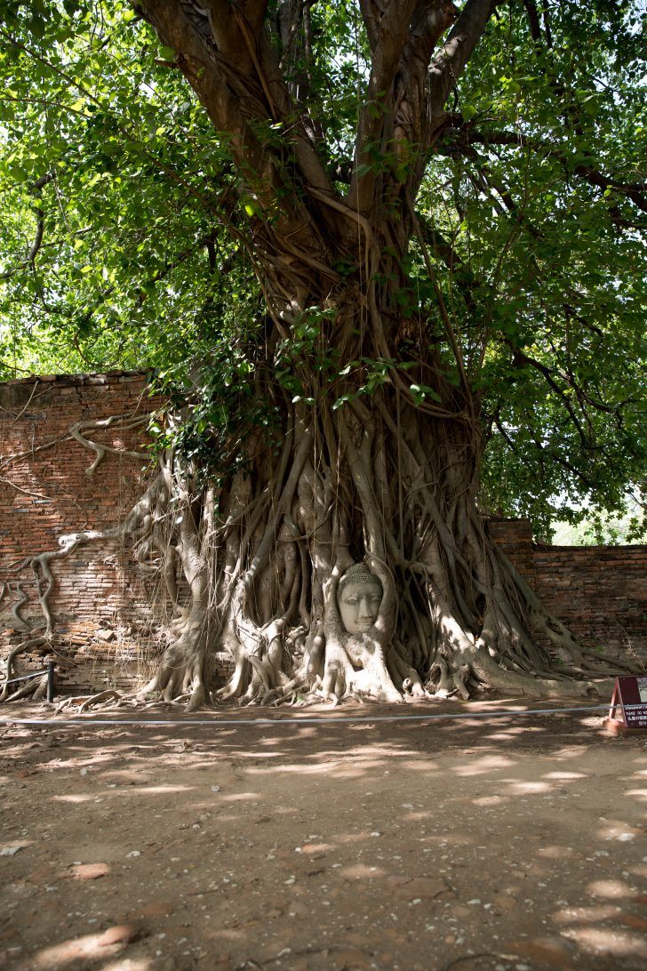 thailand ayutthaya ancient siam ruins buddha wat temple structure stone brick bodhi tree thai summer travel photo sher she goes shershegoes.com