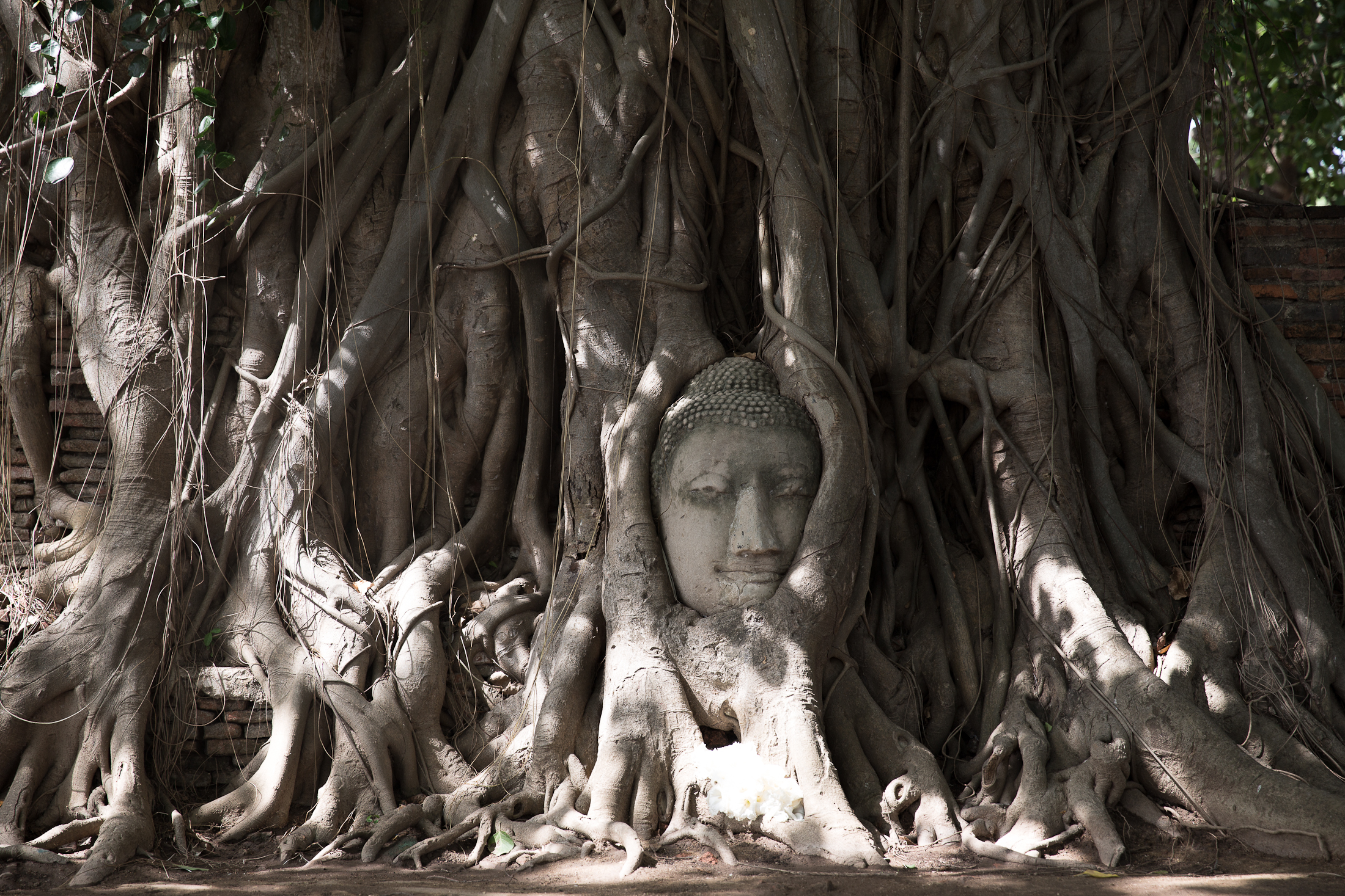 thailand ayutthaya ancient siam ruins buddha wat temple structure stone brick bodhi tree thai summer travel photo sher she goes shershegoes.com