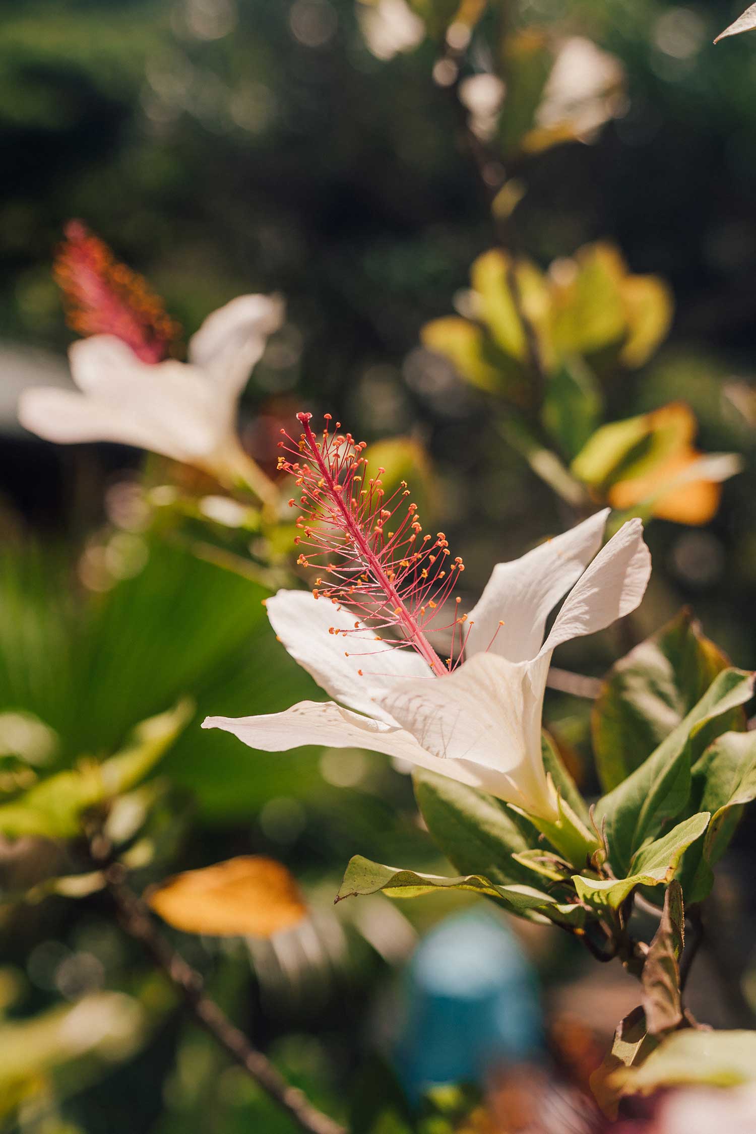 things-to-do-on-north-shore-oahu-waimea-valley-garden