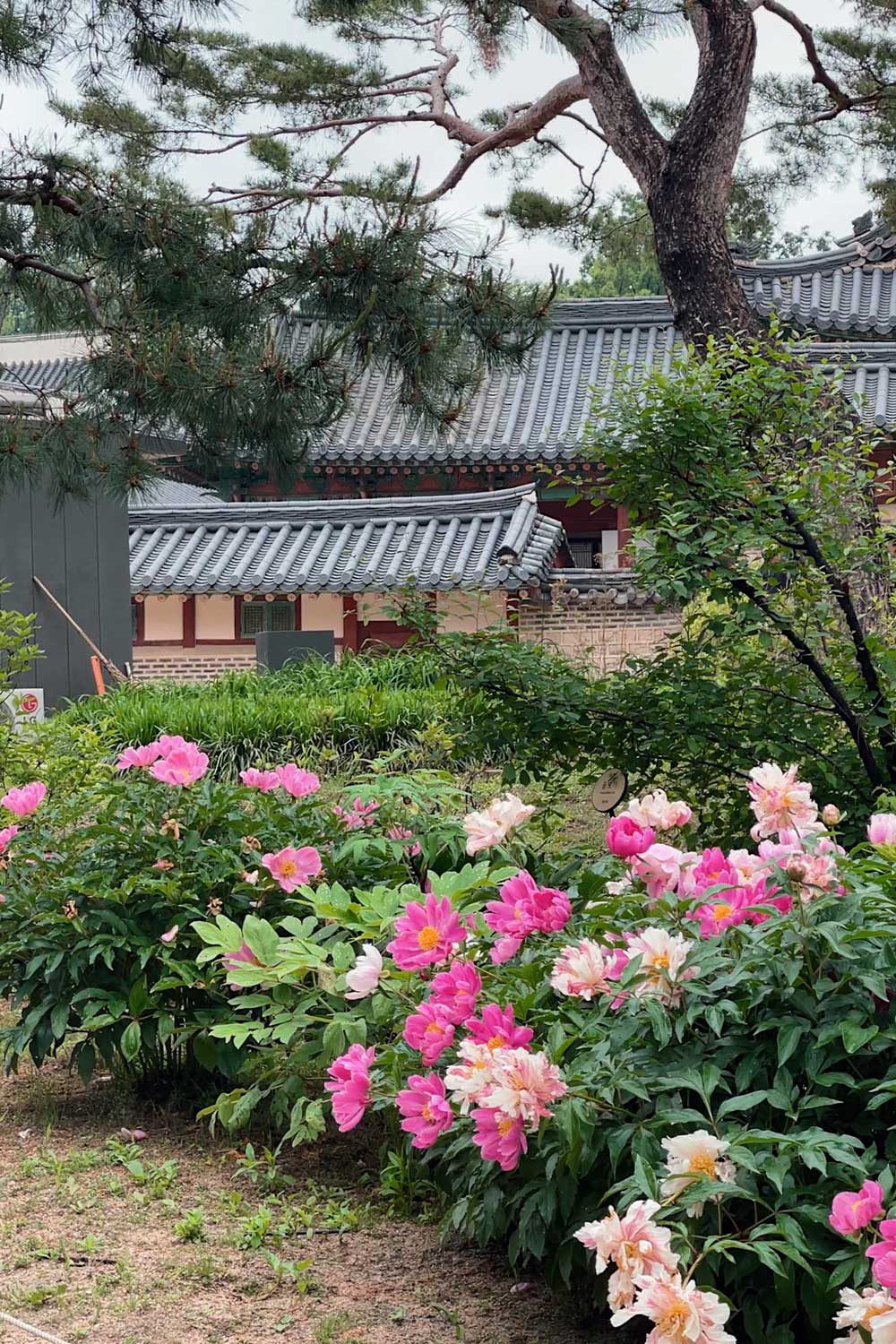 visiting-seoul-spring-best-time-to-go