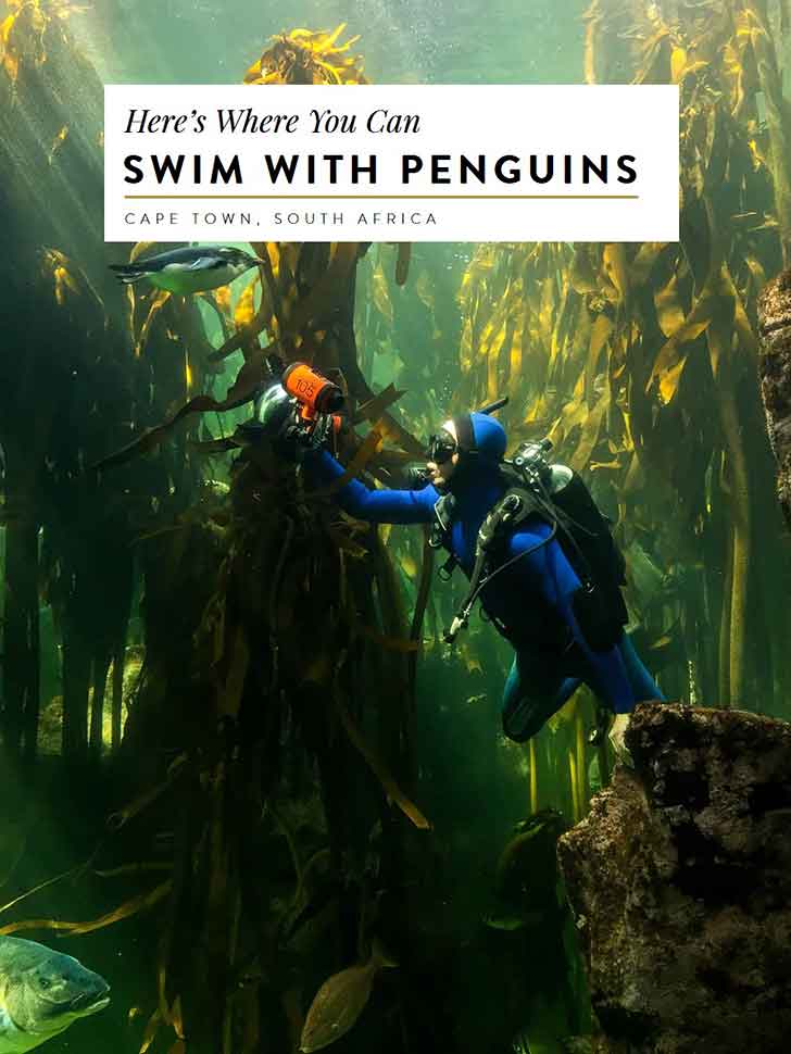 where-to-swim-with-penguins-and-sharks-in-cape-town-south-africa